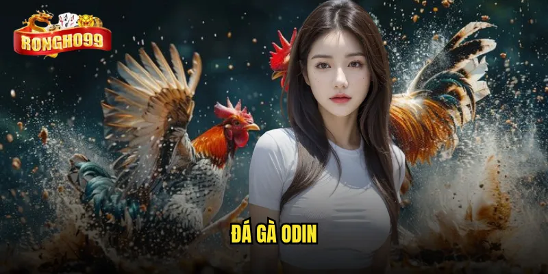 đá gà Odin