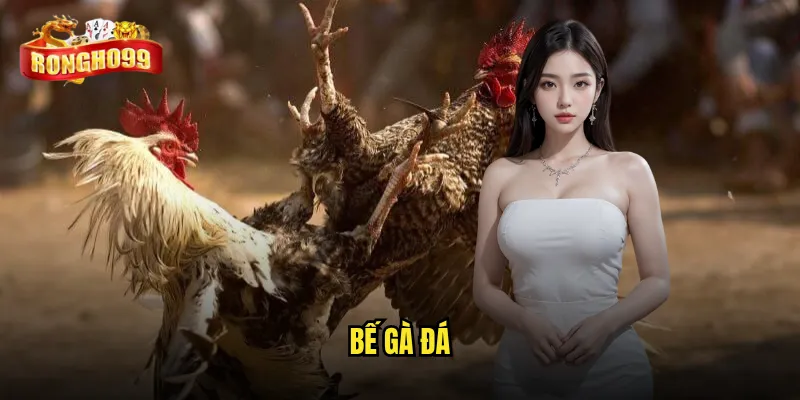 bế gà đá