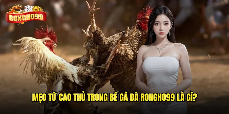 Mẹo từ cao thủ trong bế gà đá Rongho99 là gì?