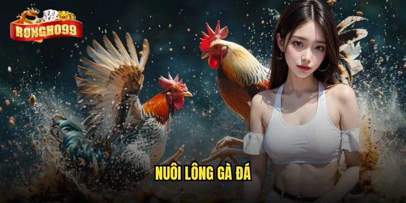 nuôi lông gà đá