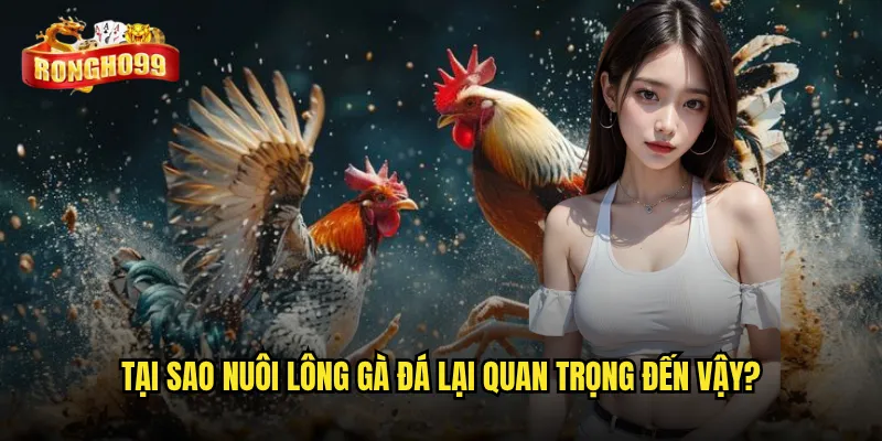 Bí quyết nuôi lông gà đá Rongho99 thế nào cho đúng chuẩn? 2 Tại sao nuôi lông gà đá lại quan trọng đến vậy?