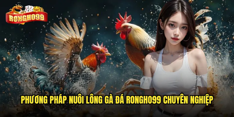 Bí quyết nuôi lông gà đá Rongho99 thế nào cho đúng chuẩn? 3 Phương pháp nuôi lông gà đá Rongho99 chuyên nghiệp
