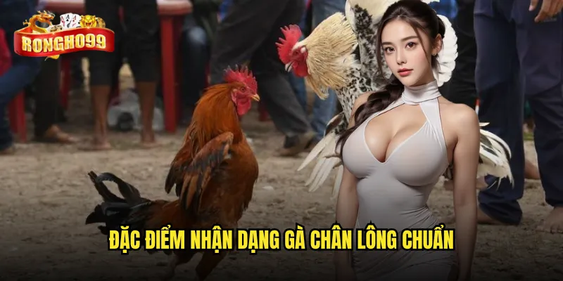 Đặc điểm nhận dạng gà chân lông chuẩn