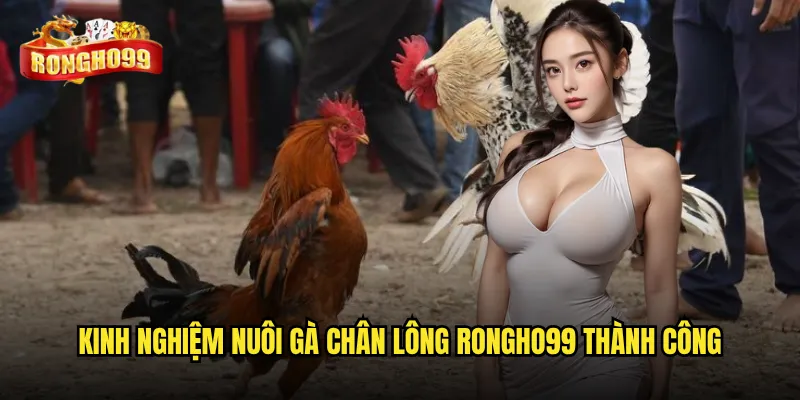 Kinh nghiệm nuôi gà chân lông Rongho99 thành công