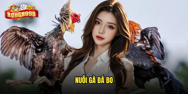 Nuôi gà đá bo