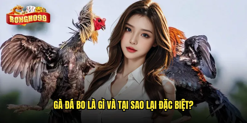 Gà đá bo là gì và tại sao lại đặc biệt?