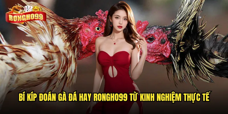 Bí kíp đoán gà đá hay Rongho99 từ kinh nghiệm thực tế