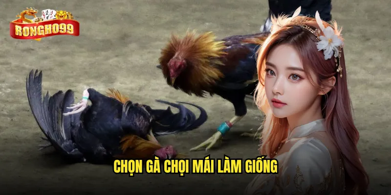 chọn gà chọi mái làm giống