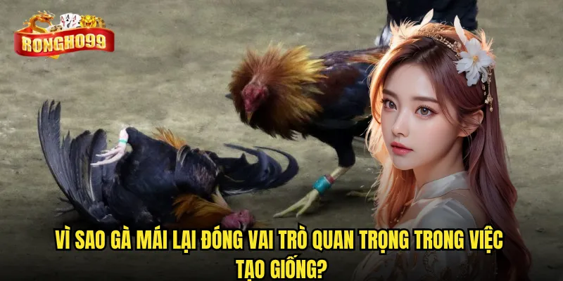 Chọn gà chọi mái làm giống theo tiêu chuẩn Rongho99 có gì khác biệt? 2 Vì sao gà mái lại đóng vai trò quan trọng trong việc tạo giống?