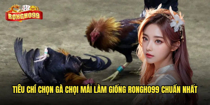 Chọn gà chọi mái làm giống theo tiêu chuẩn Rongho99 có gì khác biệt? 3 Tiêu chí chọn gà chọi mái làm giống Rongho99 chuẩn nhất